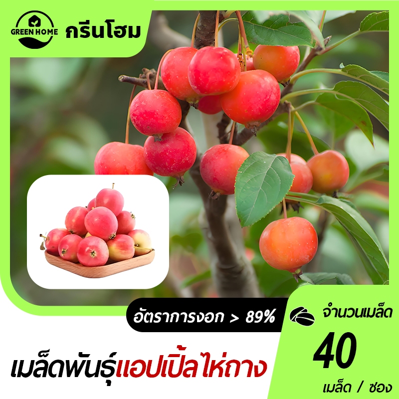 เมล็ดแอปเปิ้ลไห่ถาง เมล็ดจี้ซิงกั๋ว 15เมล็ดเมล็ดพันธุ์แอปเปิ้ลไห่ถาง เปรี้ยวหวาน ผลไม้จากมองโกเลีย
