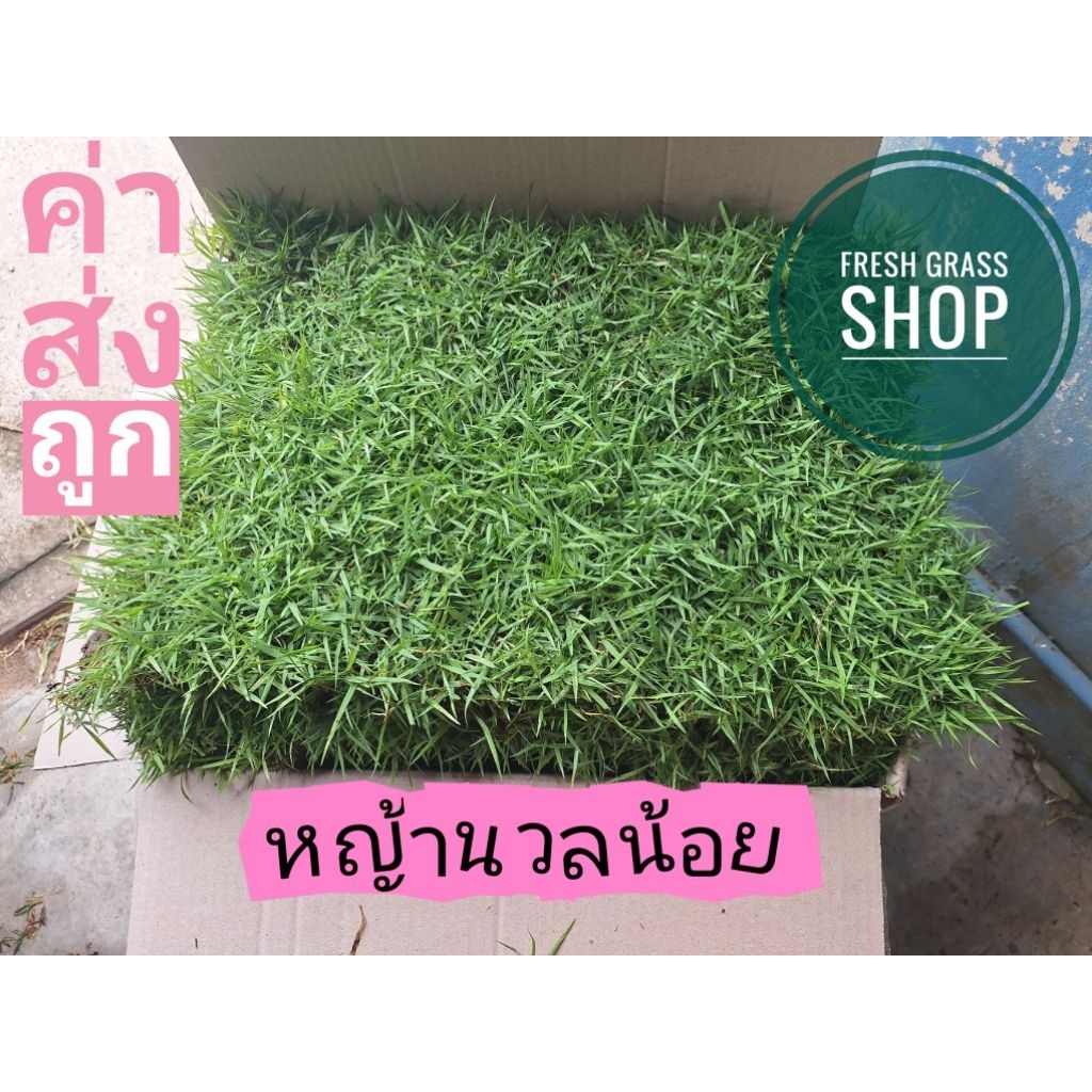 หญ้านวลน้อย 5 ตารางเมตร (10 แผ่น)สดจากไร่ หญ้าจริง หญ้าสนาม 50×100 ซม./แผ่น หญ้าจัดสวน