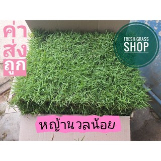 หญ้านวลน้อย 5 ตารางเมตร (10 แผ่น)สดจากไร่ หญ้าจริง หญ้าสนาม 50×100 ซม./แผ่น หญ้าจัดสวน