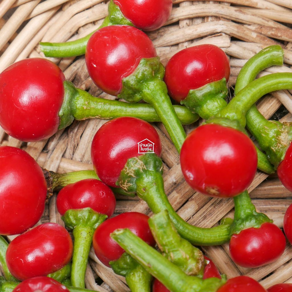 Cherry pepper เมล็ดพันธุ์พริกเชอรี่ 20เมล็ด