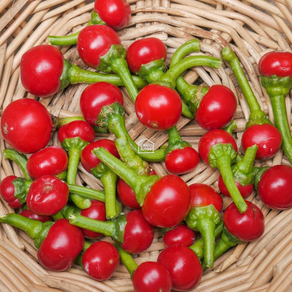 Cherry pepper เมล็ดพันธุ์พริกเชอรี่ 20เมล็ด รูปที่ 2