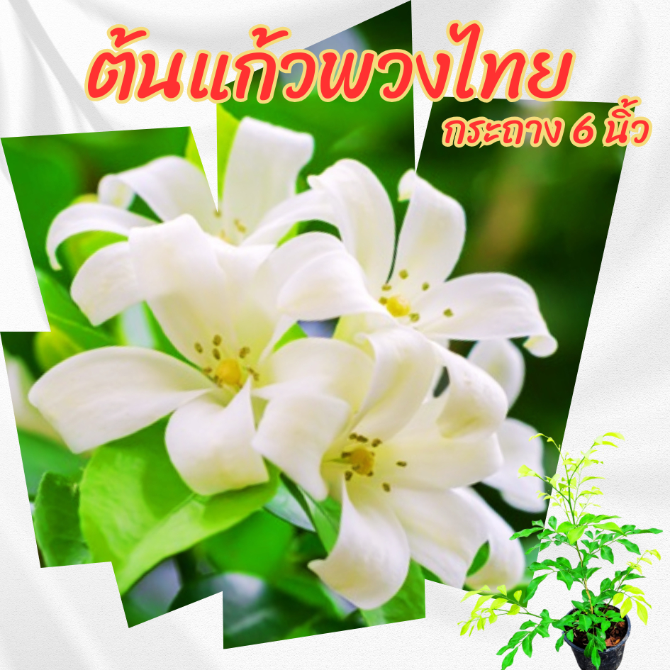ต้นแก้วพวงไทย กระถาง 6 นิ้ว(ส่งพร้อมกระถาง)(ขั้นต่ำ 2 ต้น)