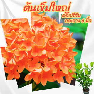 ต้นเข็มดอกใหญ่ ดอกสีส้มโอรส กระถาง 6 นิ้ว(ขั้ต่ำ 2 ต้น)(ส่งพร้อมกระถาง)