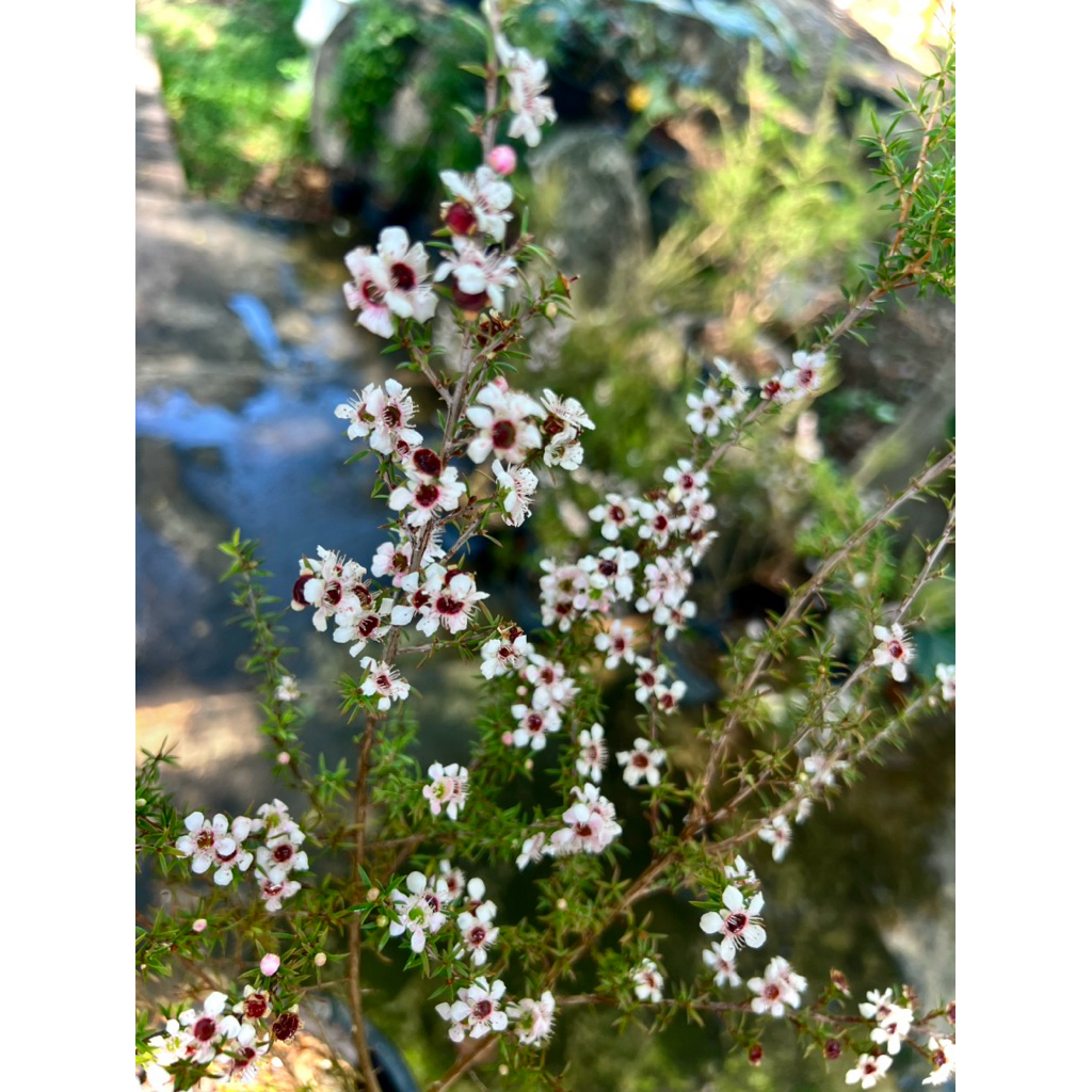 Manuka ต้น มานูก้า Tea Tree / Manuka ไม้ดอก พุ่มสวย ดอกสีขาว New Zealand tea tree/Broom tea-tree