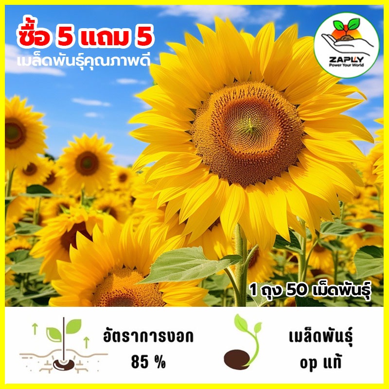 ดอกทานตะวันสูง300 เมล็ด มีของแถม ราคาส่งโรงงาน ถูกที่สุด