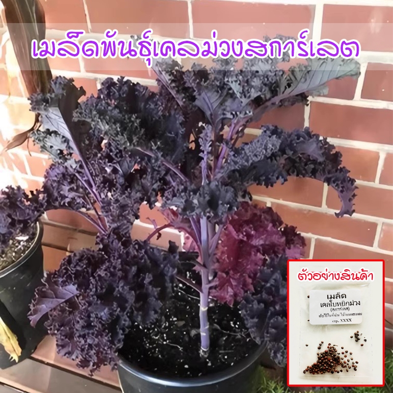 เมล็ดเคลสีม่วง สการ์เลส ทนร้อน ทนแล้ง ปลูกได้ทุกฤดู ดูแลง่าย เหมาะทำสลัด (ซื้อ 10 แถม 1 คละได้)