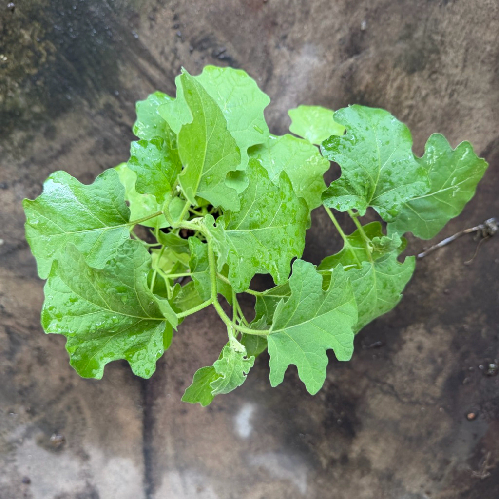 รวมสมุนไพร ดีปลาช่อน ดีปลี รางจืด อัญชัน หญ้าหวาน มิ้น มะแว้ง และอื่นๆ ในถุงดำ 3.5 x 7 นิ้ว - รูปที่ 6