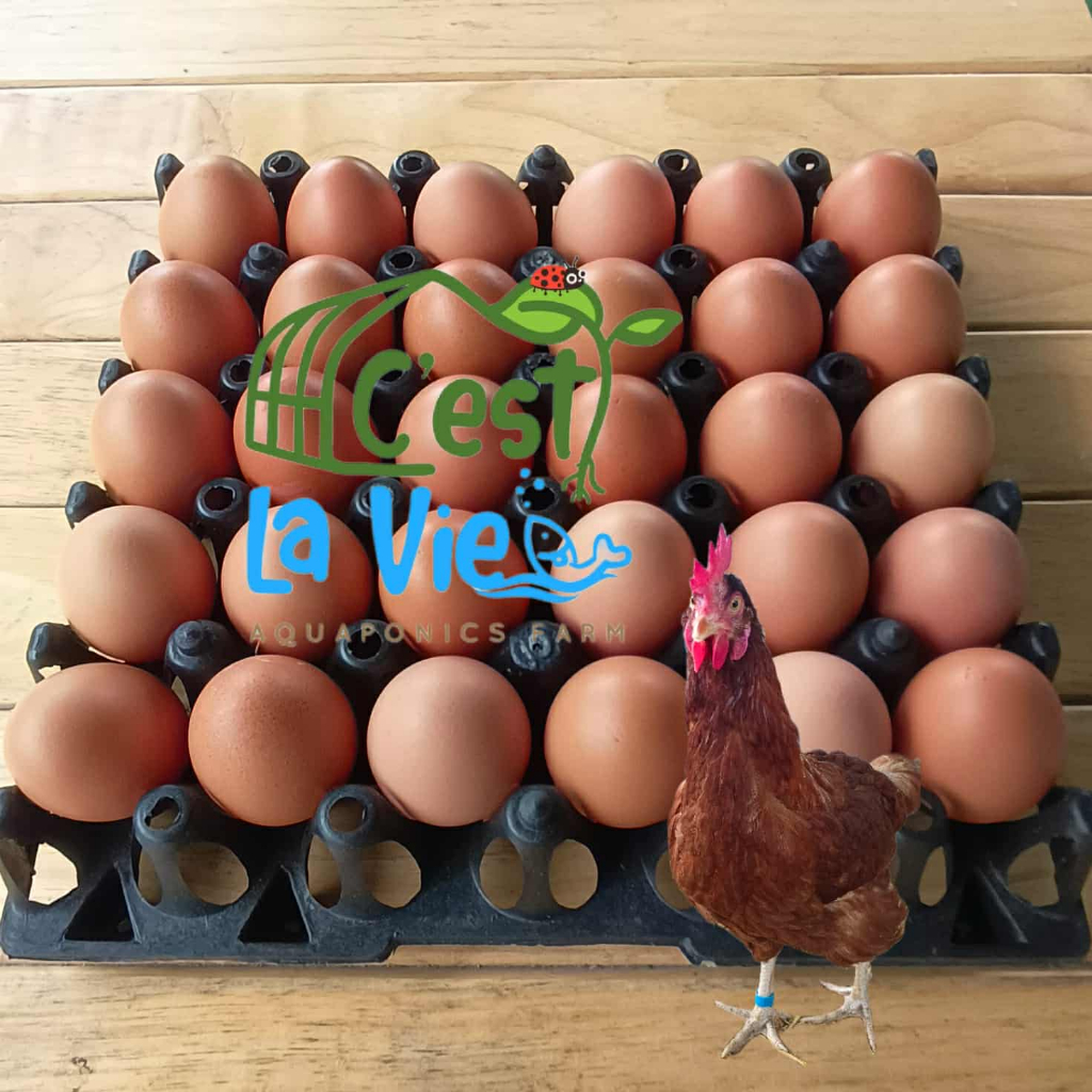 ไข่ไก่ปล่อยอิสระ Free Range Eggs ปลอดสาร สดใหม่จากฟาร์ม อร่อยไข่แดงมันนัว (30 ฟอง/30 eggs)เบอร์ 3