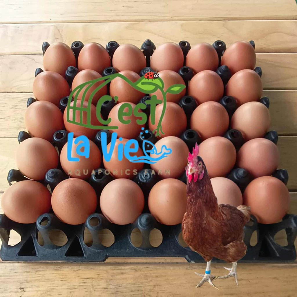 ไข่ไก่ปล่อยอิสระ Free Range Eggs ปลอดสาร สดใหม่จากฟาร์ม อร่อยไข่แดงมันนัว (30 ฟอง/30 eggs)เบอร์ 3