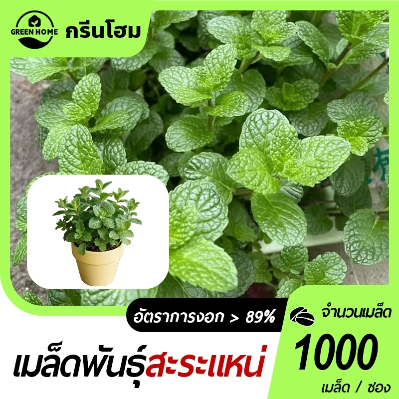 สะระแหน่📌เปเปอร์มิ้นท์📌Peppermint1000 เมล็ด🌼ปลูกง่าย💐กลิ่นหอมสดชื่น🔥สมุนไพรฝรั่ง