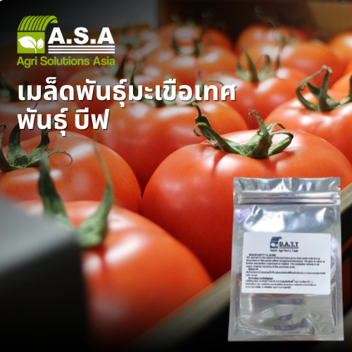 เมล็ดพันธุ์มะเขือเทศพันธุ์เนื้อ Beef Tomato Seeds