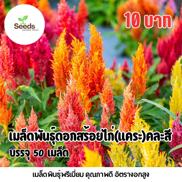 เมล็ดพันธุ์ ดอกสร้อยไก่(ต้นแคระ)คละสี บรรจุ 50 เมล็ด