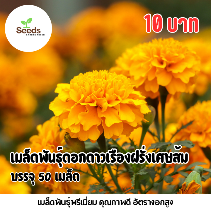เมล็ดพันธุ์ ดอกดาวเรืองฝรั่งเศษส้ม บรรจุ 60 เมล็ด