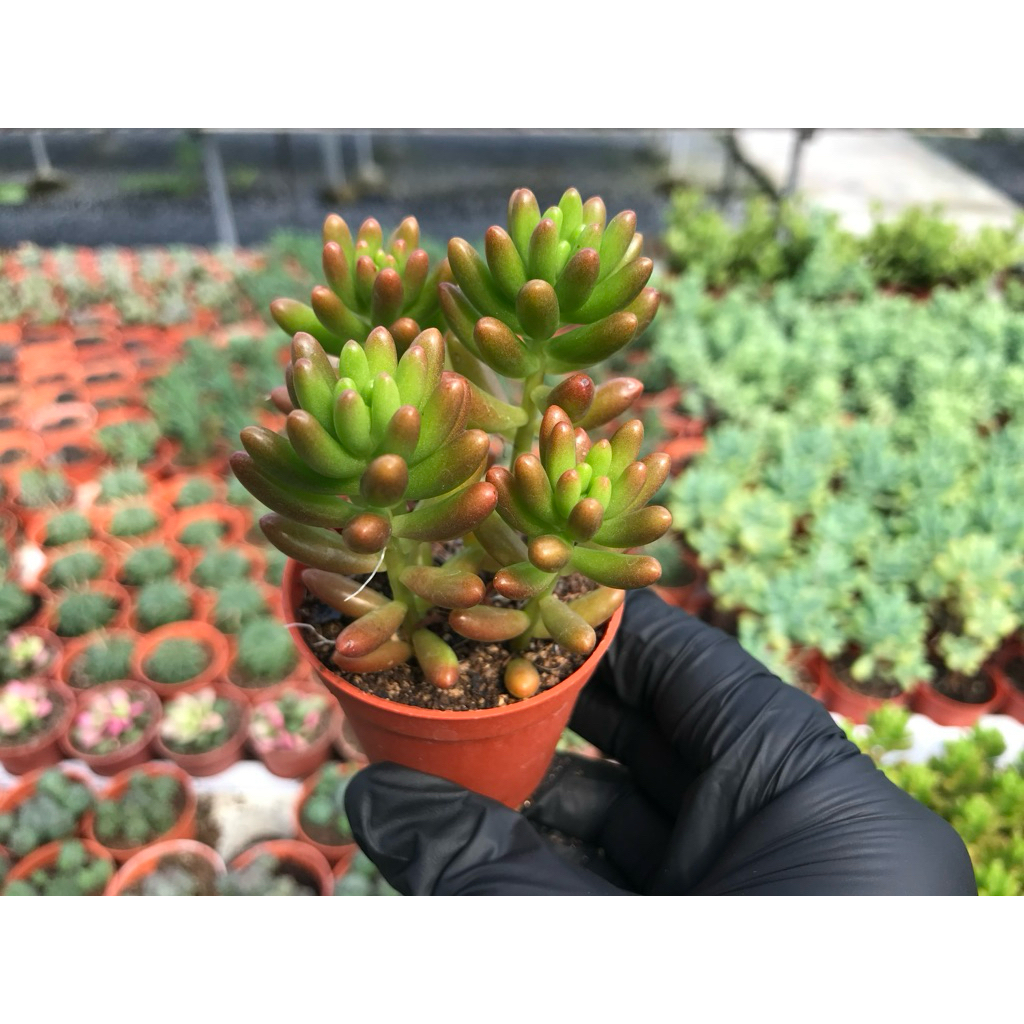 พวงองุ่นเขียว ดอกสีเหลือง Sedum rubrotinctum – โปรปัง