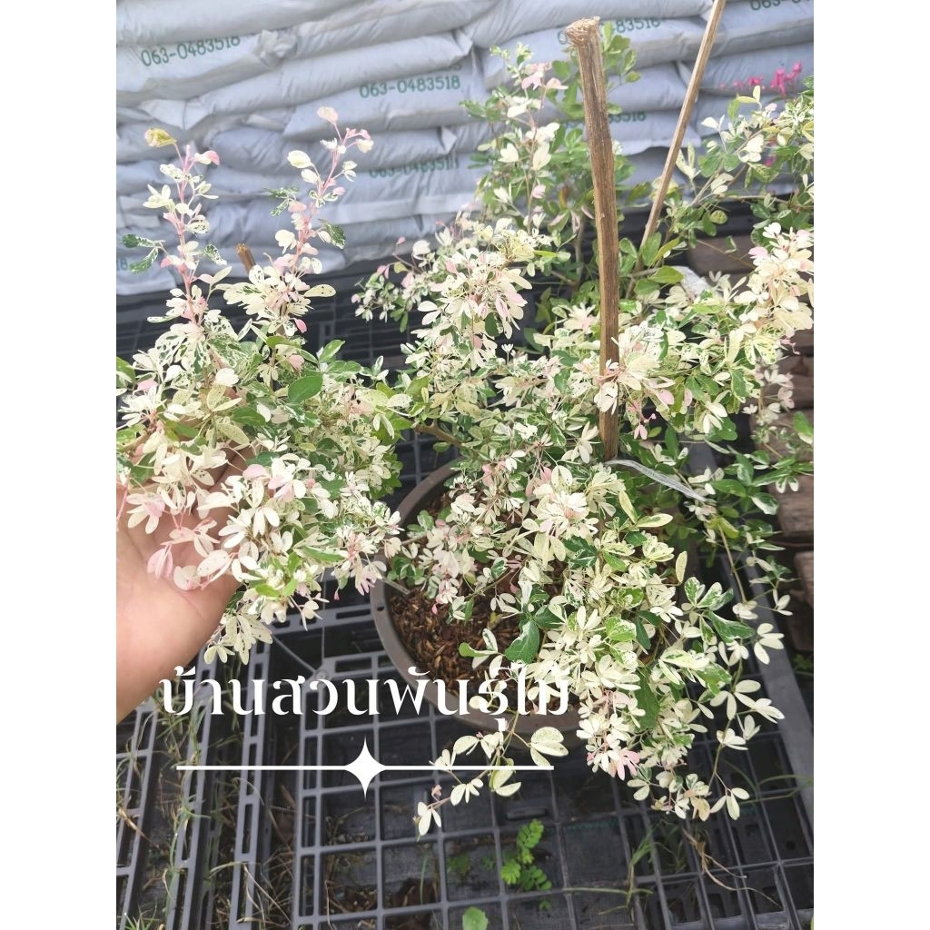 ต้นมะขามเทศ ใบด่าง ต้นสูง 60-80 ซม. กระถาง 10 นิ้ว