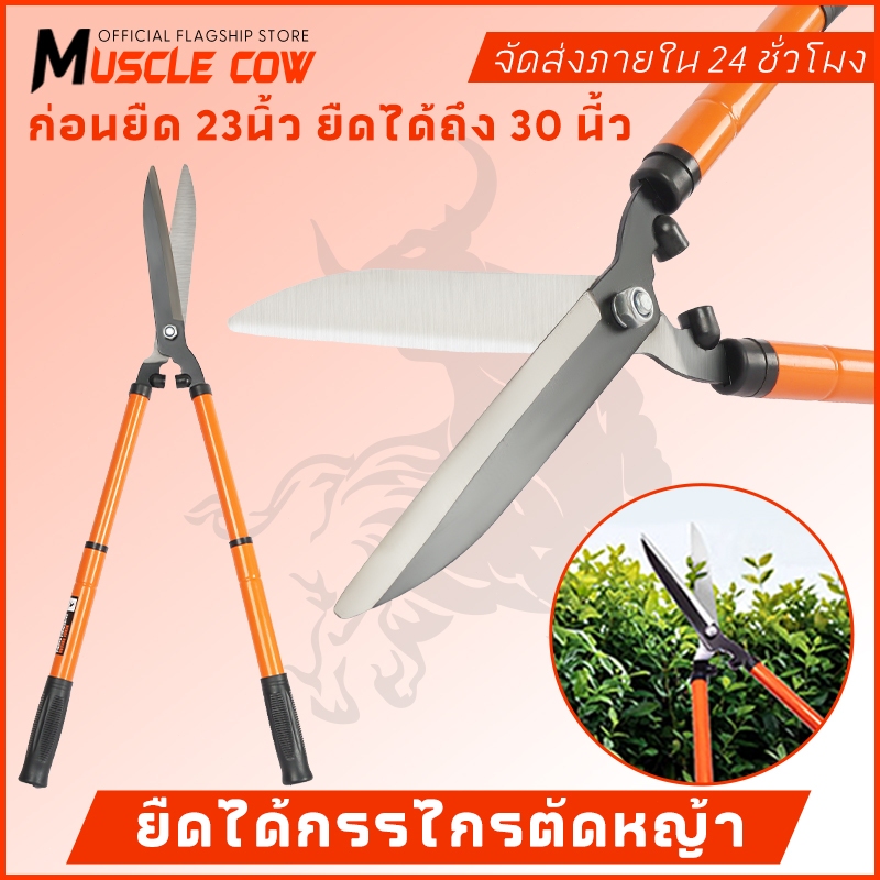 MUSCLE COW กรรไกรตัดหญ้า สามารถยืดได้หดได้ ด้ามเหล็กหุ้มพลาสติก เหมาะสำหรับตัดกิ่งที่สูง กรรไกรตัดกิ่ง กรรไกรตัดต้นไม้ ราคา ถูกที่สุด ดีลบีเคเค รูปภาพหลัก