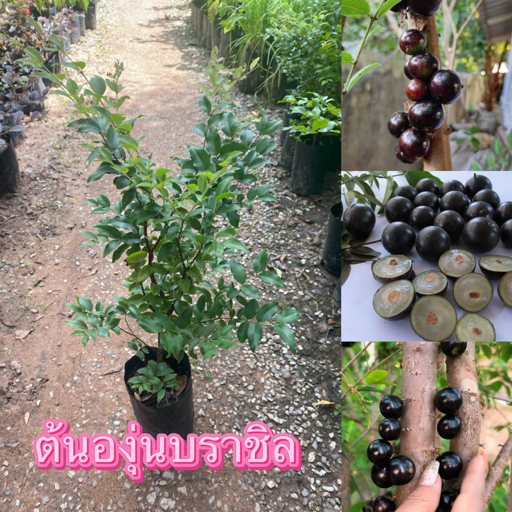 ต้นองุ่นบราชิลลูกใหญ่ ต้นละ 129 บาทพร้อมส่ง ต้นสวย