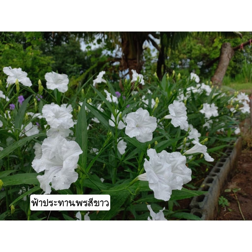 ต้นดอกฟ้าประทานพรสีขาว 1 ต้นถุงดำ ไม้มงคล ดอกสีขาว🌷🌷🌷