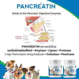 PANCREATIN เอ็นไซม์เสริมอาหารสำหรับสุนัขและแมวที่มีภาวะตับอ่อน Pancreas