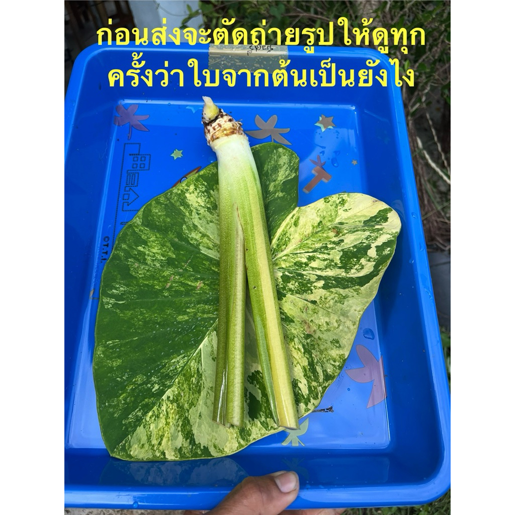 Colocasia บอนนาไทยด่างเหลืองจันทร์ไม้จากนายายอาม