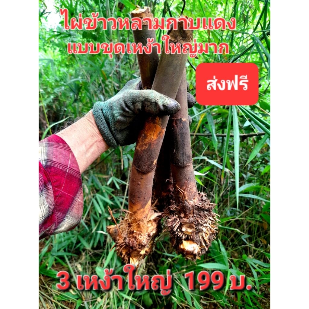 ไผ่ข้าวหลามกาบแดง จัดชุด 3 เหง้าใหญ่ 199 บ