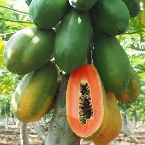20เมล็ด เมล็ดพันธุ์ มะละกอ เรดเลดี้ ปลูกง่าย Papaya Seeds for Planting