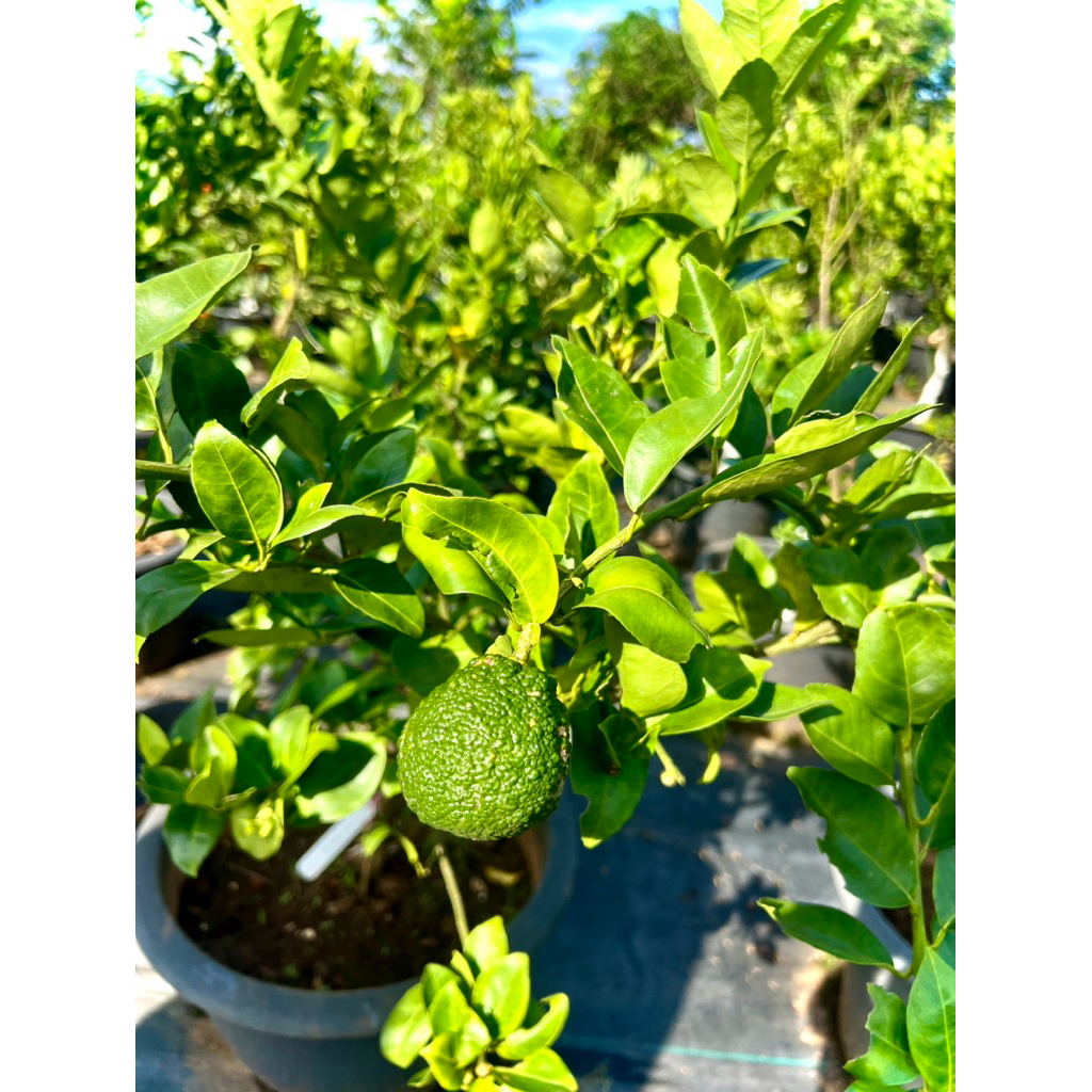 Japanese Yuzu 🇯🇵 Yuzu Citrus ต้นส้ม ยูซุ /ยูสุ ผลสีเหลือง เปลือกหอมนำมาทำอาหาร เครื่องดื่ม มีวิตามินซีสูงต้านอนุมูลอิสระ