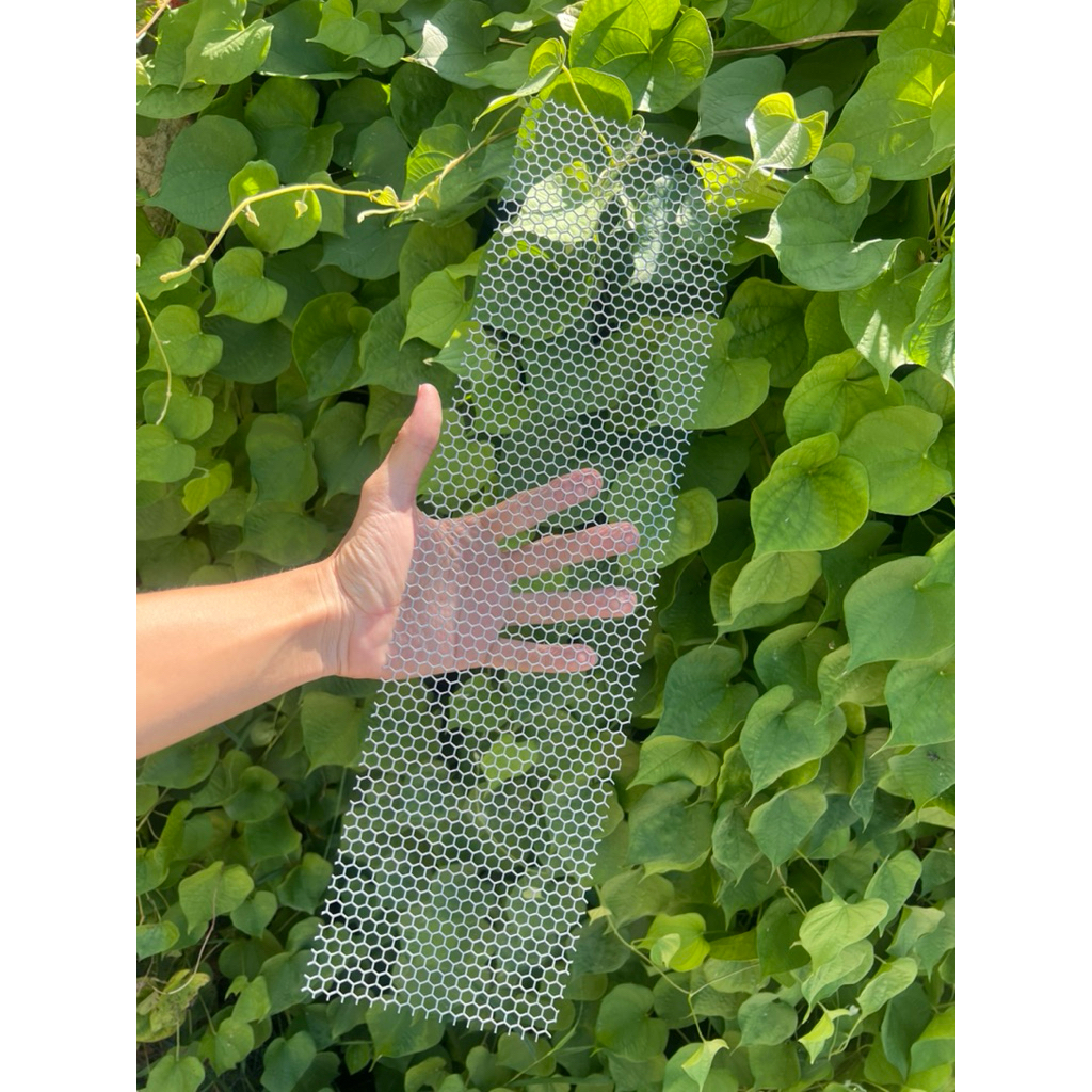 รูปภาพ 7