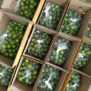 มะปี๊ด (ส้มจี๊ด) 1 kg (calamansi) I ส่งตรงจากจันทบุรี