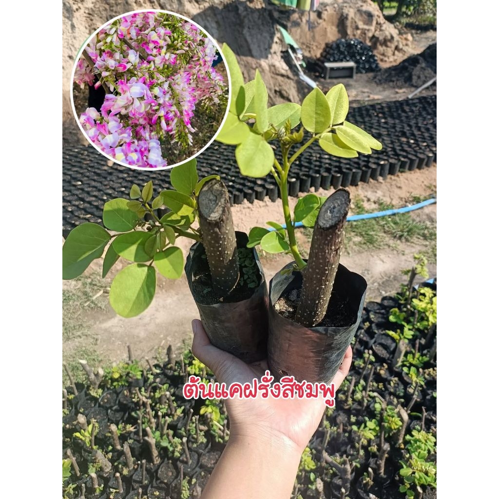 (ชุด 4 ต้น 99.-) ต้นแคฝรั่งสีชมพู แบบปักชำ ดอกสามารถรับประทานได้แถมยังเป็นไม้ประดับได้อีกด้วย