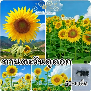 [​ซื้อ 5 แถม 5 ฟรี]เมล็ดพันธุ์​ดอกไม้ นานาชนิด เมล็ดเยอะราคาถูก เหมาะสำหรับบ้านและสวนขนาดเล็ก
