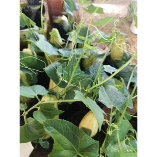 ฟักเเม้วในถุงดำ🍐พร้อมอนุบาล🍐เพิ่มโอกาสการปลูกติด💥