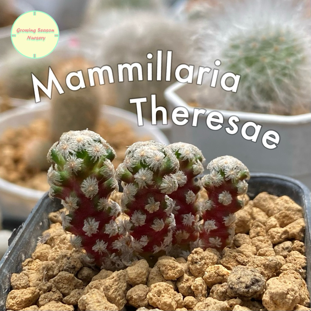 [ MAMM46 ] Mammillaria Theresae แมมมิลลาเรีย แมมมิลาเรีย แคคตัส Cactus กระบองเพชร ต้นไม้