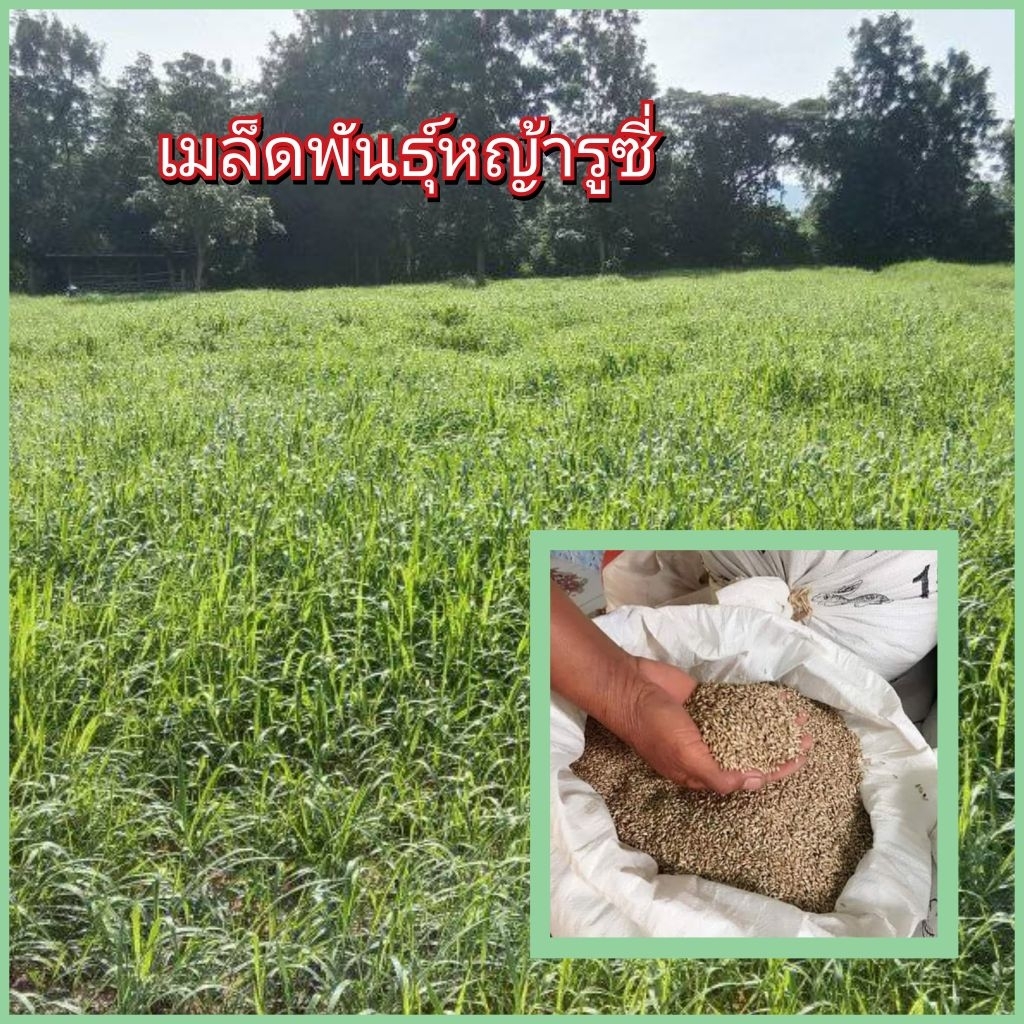 เมล็ดพันธุ์หญ้ารูซี่ 20 กิโล 1,800 บาทอัตราการงอกสูงทนแล้งทนต่อการเหยียบย่ำโปรตีนสูง