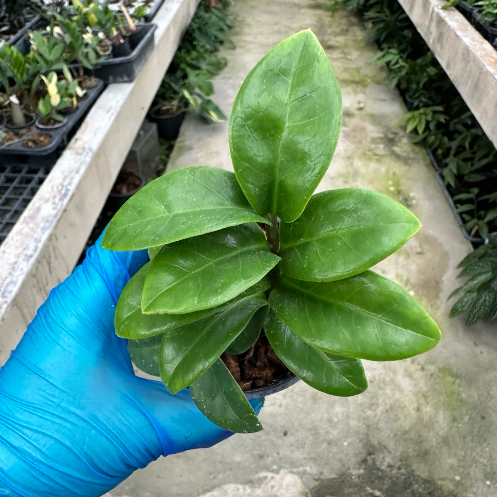 กวักแคระ กระถาง 3 นิ้ว Zamioculcas Zamiifolia Dwarf
