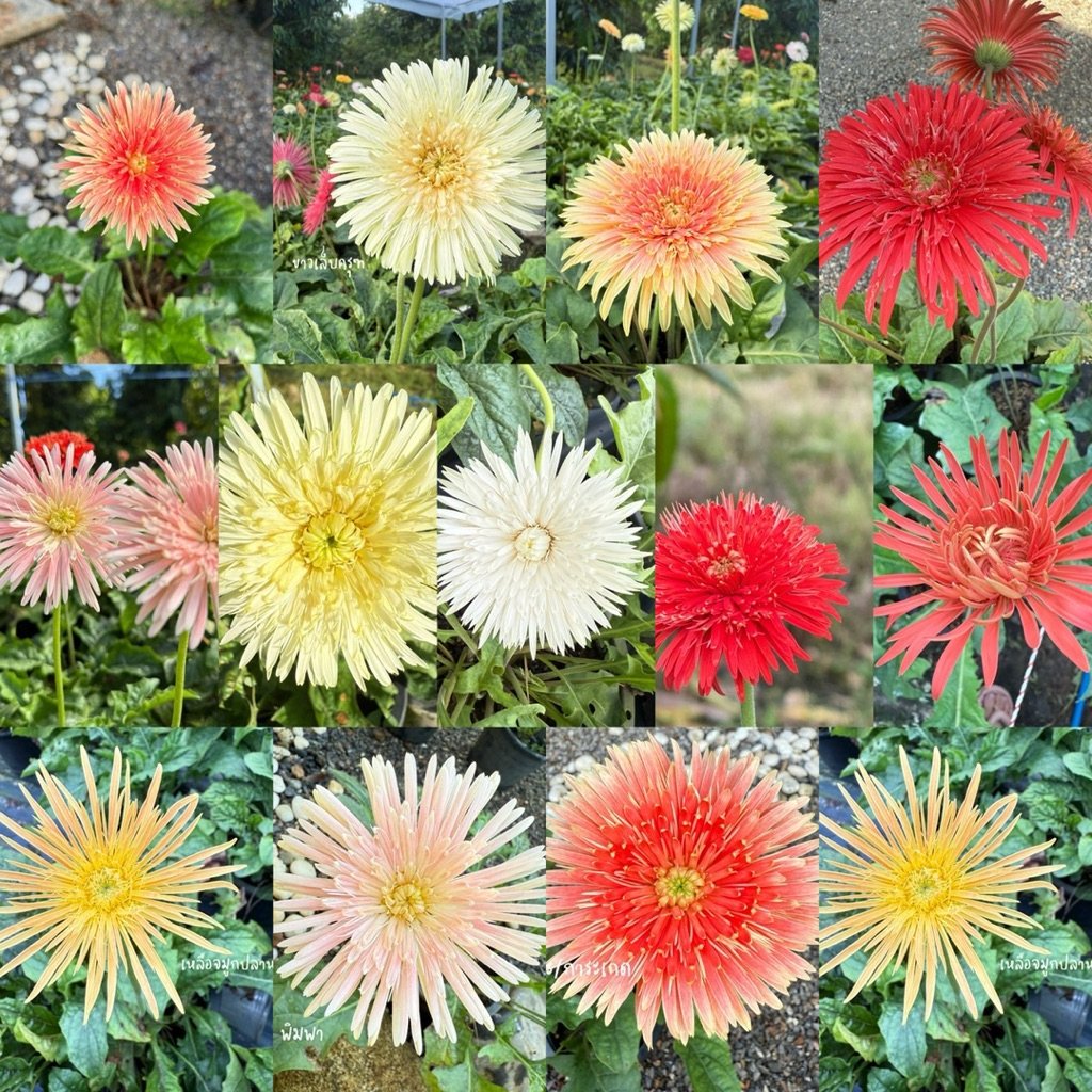 เยอบีร่าไทย สุ่มสี จัดส่งทั้งกระถาง6“