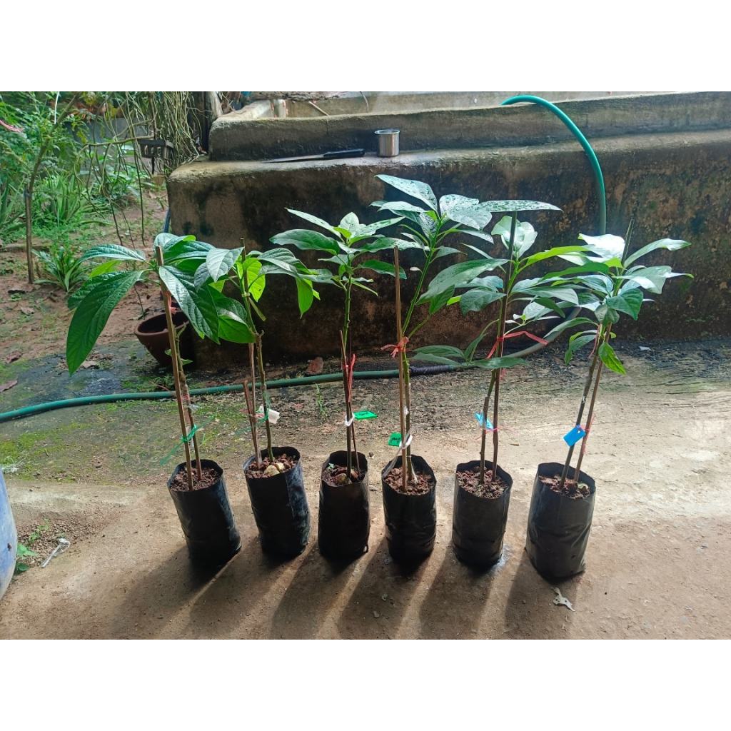 ต้นพันธุ์ อะโวคาโดเอ034   ถุงดำพร้อมปลูก 199  บาท อะโวคาโด A.034 เป็นอะโวคาโดลูกผสมจากเวียดนาม มีลัก