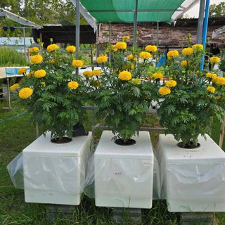 กล่องโฟมทรงสูง กล่อง 20 กิโลกรัม เกรดพิเศษ เม็ดละเอียดคุณภาพสูง พร้อมเจาะรู พร้อมถุงคลุม - เกษตรกรรมยั่งยืน