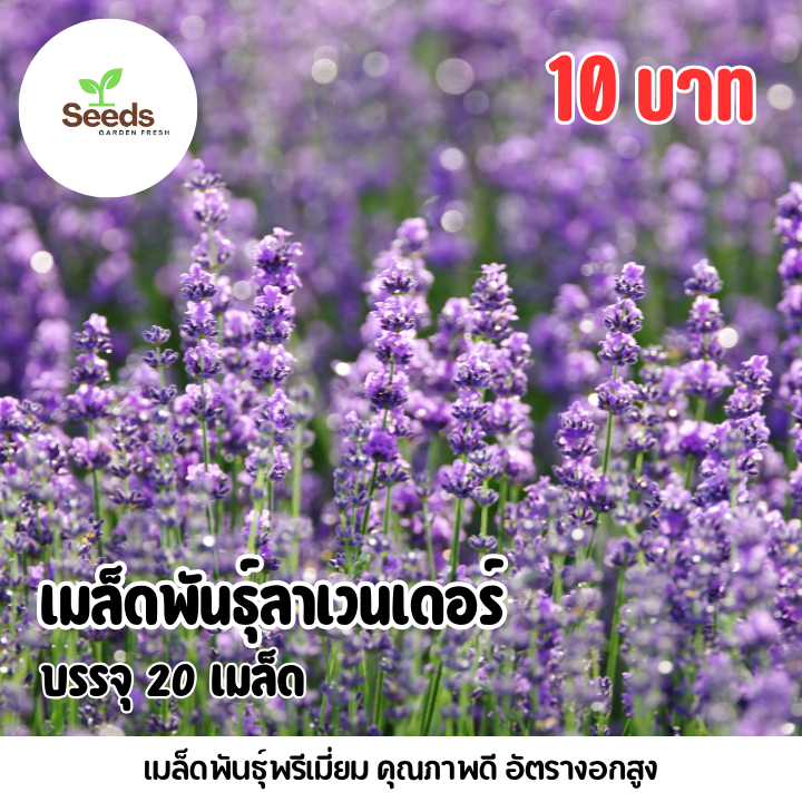 เมล็ดพันธุ์ลาเวนเดอร์ บรรจุ 20 เมล็ด – โปรปัง