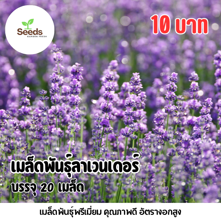 เมล็ดพันธุ์ลาเวนเดอร์ บรรจุ 20 เมล็ด