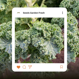 เมล็ดผักเคลใบหยิก (Kale) บรรจุ 100 เมล็ด