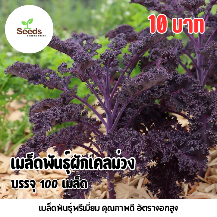 เมล็ดผักเคลสีม่วง (Kale) บรรจุ 100 เมล็ด