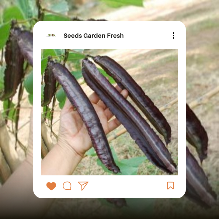 เมล็ดถั่วพลูไพลิน บรรจุ 25 เมล็ด - รูปที่ 4