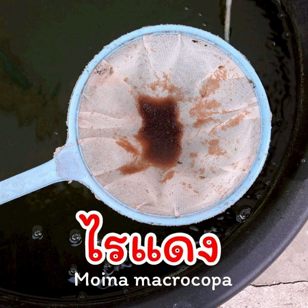 พันธุ์ไรแดงมาโคร ขยายต่อได้