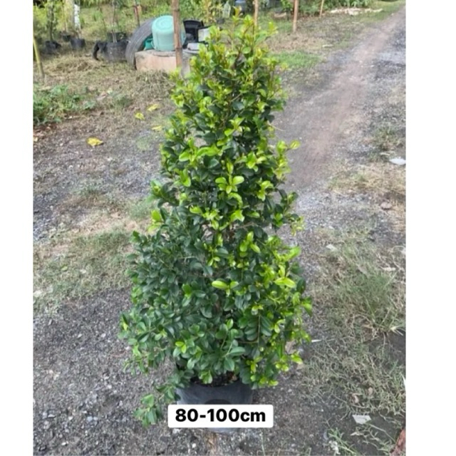 ต้นไทรชมพู่ ไทรออสเตรเลีย ไม้ประดับ นิยมปลูกทำรั้ว สูง (80-100cm)
