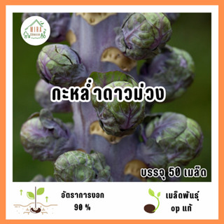 เมล็ดพันธุ์กะหล่ำปลีดาว 50 เมล็ด