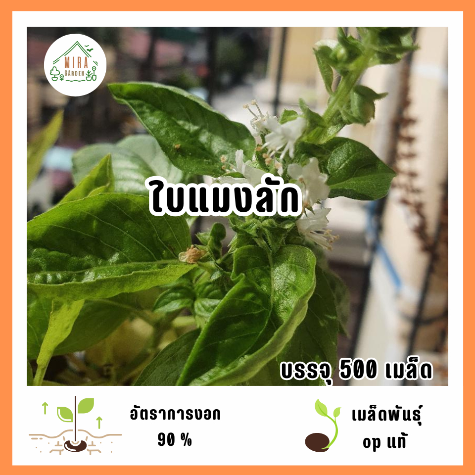 เมล็ดพันธุ์ใบแมงลัก 500 เมล็ด