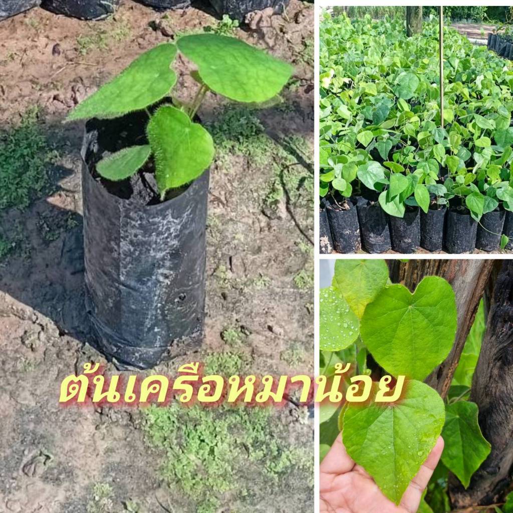 ต้นเครือหมาน้อย/ใบเป็นสมุนไพรยาเย็น/วุ้นธรรมชาติยาเย็น/ต้นกล้าแข็งแรง