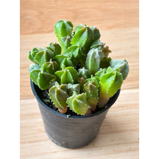 ไม้พอทแคคตัส แอสโตรไฟตั้ม ไมริโอ้ สติ๊กมา (Astrophytum Myriostigma) ในกระถาง 2.5 นิ้ว 🚛ส่งทั้งกระถาง