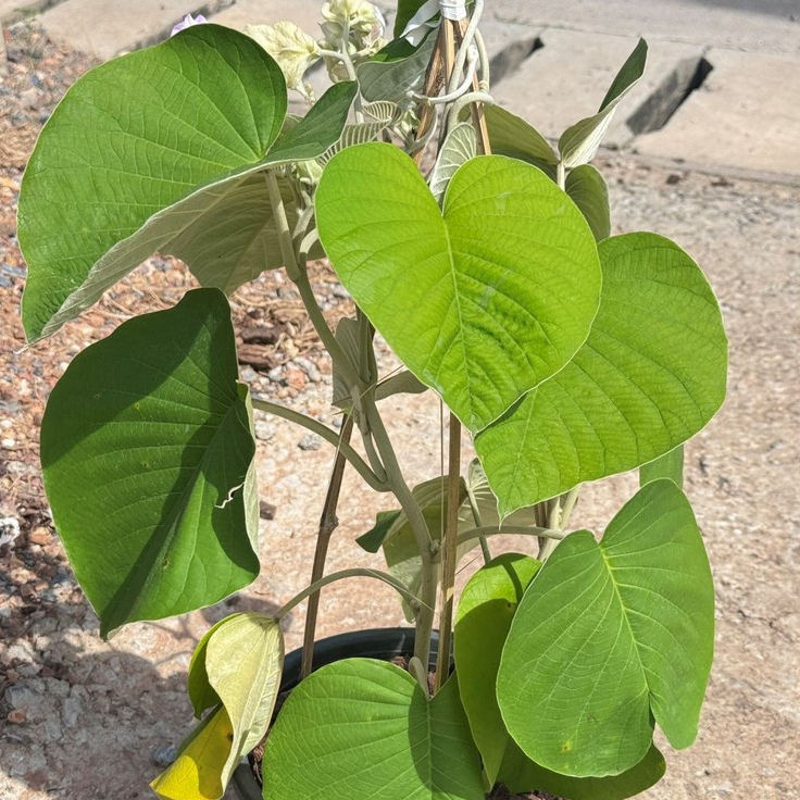 มุมมอง 4